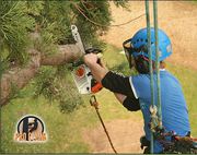 ProClimb Tree Services Provide Tree Surgeons in Kilkenny