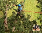 Tree Surgeons in Wexford - Pro Climb Tree Services