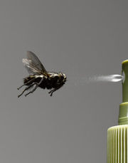 Pest Control Services in Cork - Abliterater Pest Control