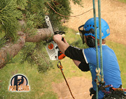 Tree Surgeons in Kilkenny - Pro Climb Tree Services