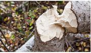 Tree Surgery and Felling Services in Cork - All Counties Tree Surgery