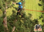 Expert Tree Surgeons in Waterford and Wexford
