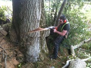 Professional Tree Surgery in Dublin - Elite Tree Services