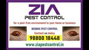Zia Pest Control - Bed bug treatment