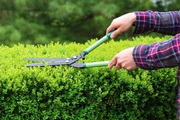 Professional Hedge Reduction And Maintenance Services Dublin Reliable 